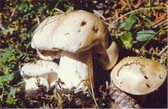 预防毒蘑菇中毒宣传手册